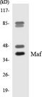 c-Maf Antibody - Western blot analysis of the lysates from HeLa cells using Maf antibody.