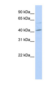 c-Maf Antibody - MAF antibody Western blot of HeLa lysate. This image was taken for the unconjugated form of this product. Other forms have not been tested.