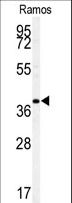 c-Maf Antibody - Western blot of MAF antibody in Ramos cell line lysates (35 ug/lane). MAF (arrow) was detected using the purified antibody.