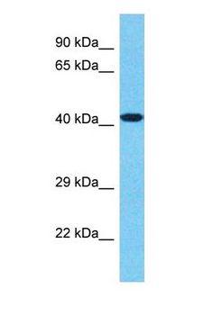 c-Maf Antibody - Western blot of MAF Antibody with Jurkat Whole Cell lysate.  This image was taken for the unconjugated form of this product. Other forms have not been tested.