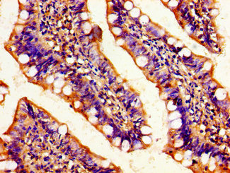 c-Maf Antibody - Immunohistochemistry image of paraffin-embedded human small intestine tissue at a dilution of 1:100