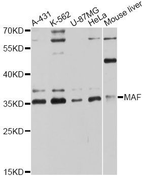 c-Maf Antibody - Western blot analysis of extracts of various cell lines, using MAF antibody at 1:3000 dilution. The secondary antibody used was an HRP Goat Anti-Rabbit IgG (H+L) at 1:10000 dilution. Lysates were loaded 25ug per lane and 3% nonfat dry milk in TBST was used for blocking. An ECL Kit was used for detection and the exposure time was 30s.