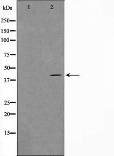 c-Maf Antibody - Western blot analysis on HuvEc cell lysates using Maf antibody. The lane on the left is treated with the antigen-specific peptide.