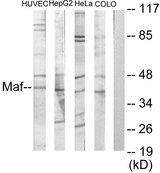 c-Maf Antibody - Western blot analysis of extracts from HuvEc cells, HepG2 cells, HeLa cells and COLO205 cells, using Maf antibody.