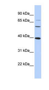 c-Maf Antibody - MAF antibody Western blot of HeLa lysate. This image was taken for the unconjugated form of this product. Other forms have not been tested.