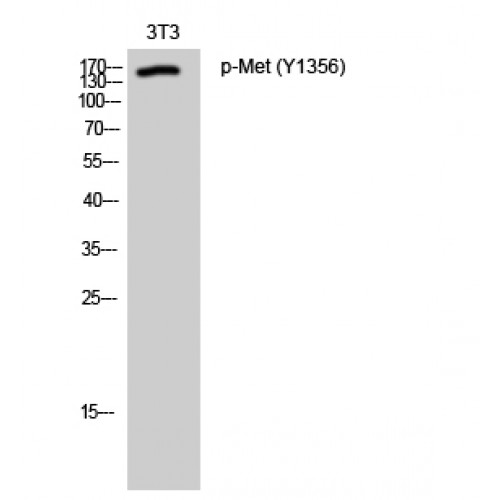 c-Met Antibody - Western blot of Phospho-Met (Y1356) antibody