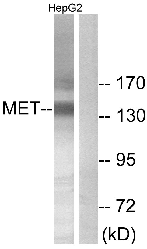 c-Met Antibody - Western blot analysis of lysates from HepG2 cells, using Met Antibody. The lane on the right is blocked with the synthesized peptide.