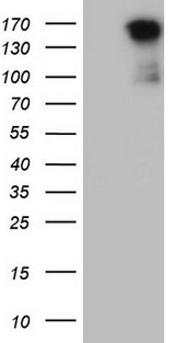 c-Met Antibody - HEK293T cells were transfected with the pCMV6-ENTRY control (Left lane) or pCMV6-ENTRY MET (Right lane) cDNA for 48 hrs and lysed. Equivalent amounts of cell lysates (5 ug per lane) were separated by SDS-PAGE and immunoblotted with anti-MET.