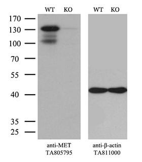c-Met Antibody - Equivalent amounts of cell lysates  and MET-Knockout Hela cells  were separated by SDS-PAGE and immunoblotted with anti-MET monoclonal antibodyThen the blotted membrane was stripped and reprobed with anti-b-actin antibody  as a loading control. (1:500)