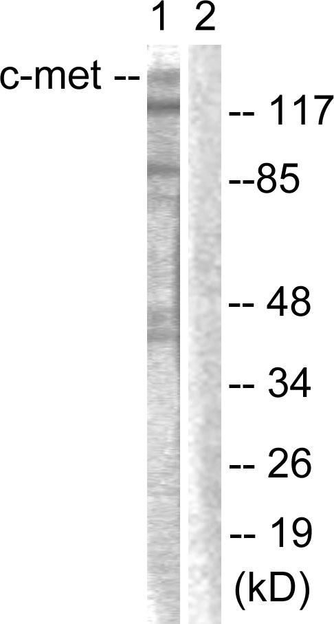 c-Met Antibody - Western blot analysis of lysates from HepG2 cells, using c-Met Antibody. The lane on the right is blocked with the synthesized peptide.