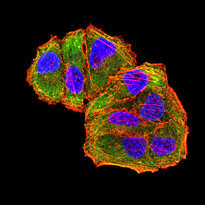 c-Met Antibody - Immunofluorescence analysis of Hela cells using MET mouse mAb (green). Blue: DRAQ5 fluorescent DNA dye. Red: Actin filaments have been labeled with Alexa Fluor- 555 phalloidin. Secondary antibody from Fisher
