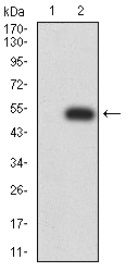 c-Met Antibody - Western blot analysis using MET mAb against HEK293 (1) and MET (AA: 743-932)-hIgGFc transfected HEK293 (2) cell lysate.