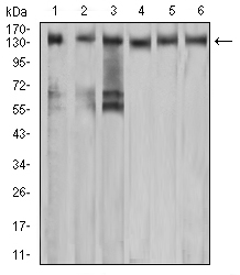 c-Met Antibody - Western blot analysis using MET mouse mAb against A549 (1), COS7 (2), Hela (3), HEK293 (4), HepG2 (5), and A431 (6) cell lysate.