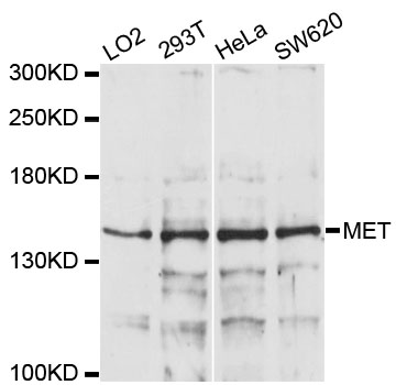 c-Met Antibody - Western blot analysis of extracts of various cell lines, using MET antibody at 1:1000 dilution. The secondary antibody used was an HRP Goat Anti-Rabbit IgG (H+L) at 1:10000 dilution. Lysates were loaded 25ug per lane and 3% nonfat dry milk in TBST was used for blocking. An ECL Kit was used for detection and the exposure time was 5s.