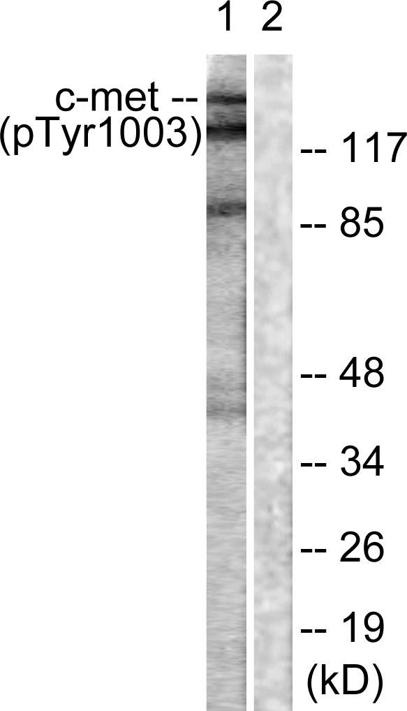 c-Met Antibody - Western blot analysis of extracts from HepG2 cells, using c-Met (Phospho-Tyr1003) antibody.