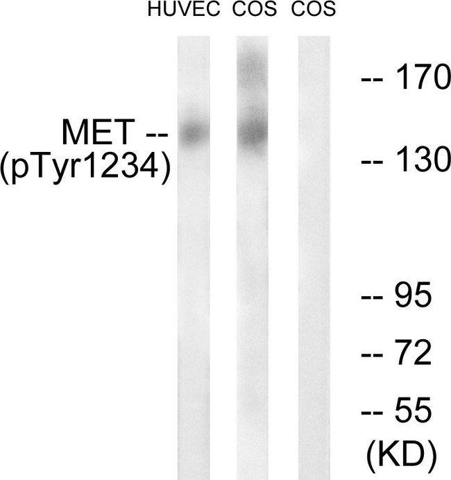 c-Met Antibody - Western blot analysis of lysates from HUVEC cells and COS7cells, using Met (Phospho-Tyr1234) Antibody. The lane on the right is blocked with the phospho peptide.
