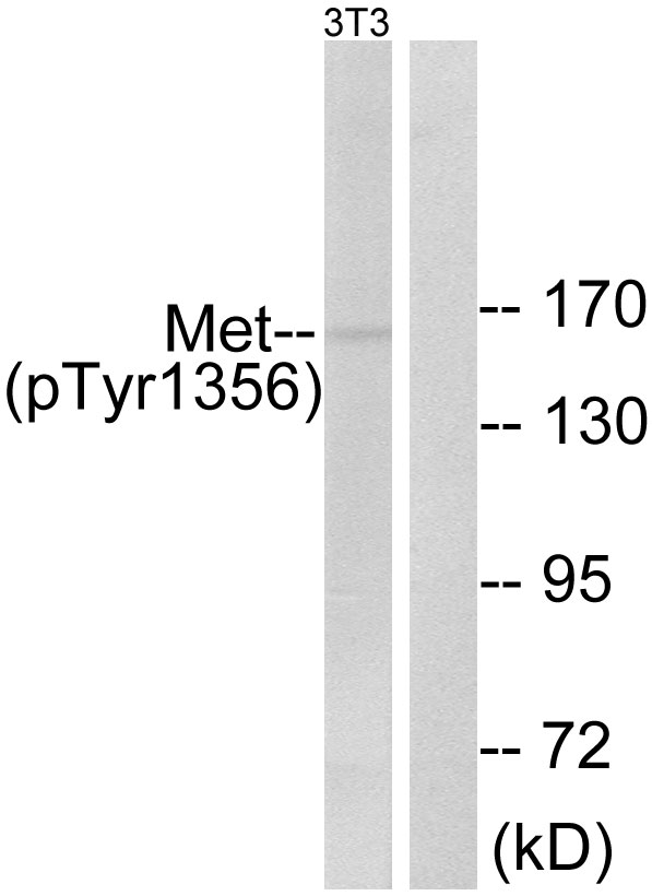 c-Met Antibody - Western blot analysis of lysates from NIH/3T3 cells, using Met (Phospho-Tyr1356) Antibody. The lane on the right is blocked with the phospho peptide.