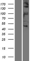 c-Met Protein - Western validation with an anti-DDK antibody * L: Control HEK293 lysate R: Over-expression lysate