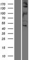 c-Met Protein - Western validation with an anti-DDK antibody * L: Control HEK293 lysate R: Over-expression lysate