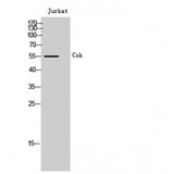 c-Src Kinase / CSK Antibody - Western blot of Csk antibody