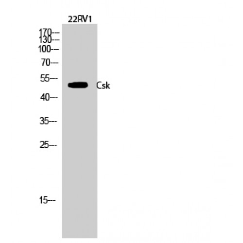 c-Src Kinase / CSK Antibody - Western blot of Csk antibody