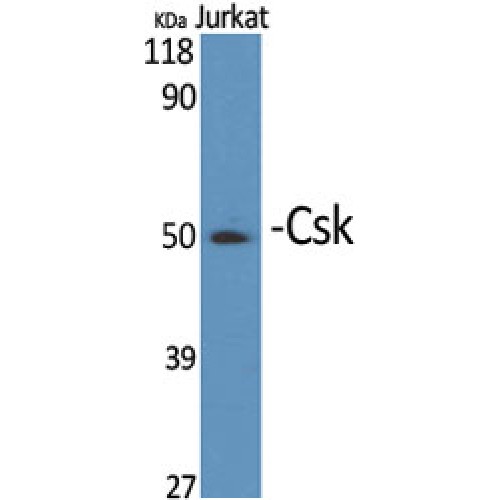 c-Src Kinase / CSK Antibody - Western blot of Csk antibody