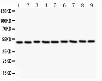 c-Src Kinase / CSK Antibody - Anti-CSK Picoband antibody, All lanes: Anti CSK at 0.5ug/ml Lane 1: Rat Testis Tissue Lysate at 50ugLane 2: Rat Thymus Tissue Lysate at 50ugLane 3: Mouse Liver Tissue Lysate at 50ugLane 4: HELA Whole Cell Lysate at 40ugLane 5: JURKAT Whole Cell Lysate at 40ugLane 6: A549 Whole Cell Lysate at 40ugLane 7: MCF-7 Whole Cell Lysate at 40ugLane 8: NIH3T3 Whole Cell Lysate at 40ugLane 9: NEURO Whole Cell Lysate at 40ugPredicted bind size: 51KD Observed bind size: 51KD