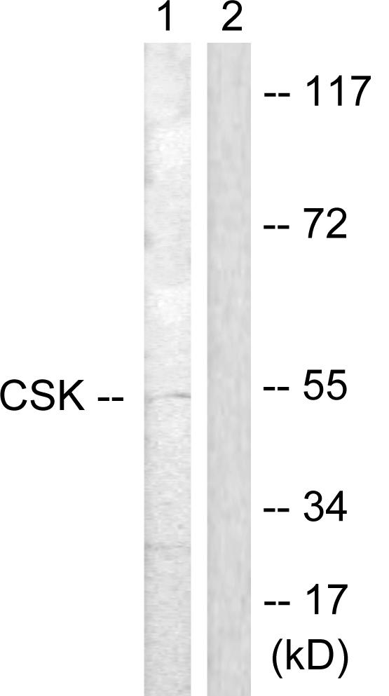 c-Src Kinase / CSK Antibody - Western blot analysis of lysates from Raw264.7 cells, treated with UV 5', using CSK Antibody. The lane on the right is blocked with the synthesized peptide.