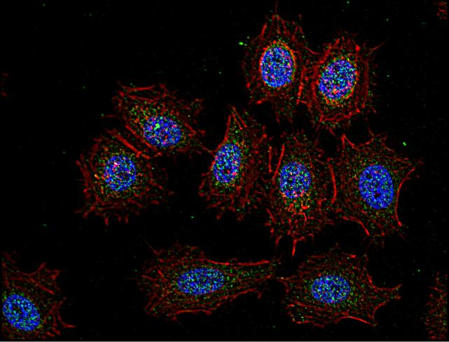 c-Src Kinase / CSK Antibody - Immunofluorescence staining of Csk in human HeLa cell line using anti-Csk (CSK-04; green). Actin cytoskeleton was decorated by phalloidin (red) and cell nuclei stained with DAPI (blue).