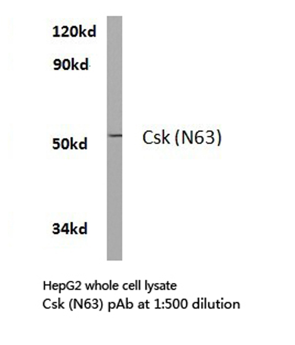 c-Src Kinase / CSK Antibody - Western blot of Csk (N63) pAb in extracts from HepG2 cells.