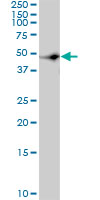 c-Src Kinase / CSK Antibody - CSK monoclonal antibody (M01), clone 3A3. Western blot of CSK expression in HeLa NE.