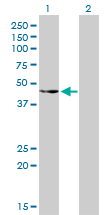 c-Src Kinase / CSK Antibody - Western blot of CSK expression in transfected 293T cell line by CSK monoclonal antibody (M01), clone 3A3.
