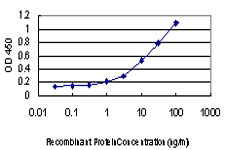 c-Src Kinase / CSK Antibody - Detection limit for recombinant GST tagged CSK is approximately 0.1 ng/ml as a capture antibody.
