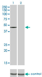 c-Src Kinase / CSK Antibody - Western blot of CSK over-expressed 293 cell line, cotransfected with CSK Validated Chimera RNAi (Lane 2) or non-transfected control (Lane 1). Blot probed with CSK monoclonal antibody clone 3A3. GAPDH ( 36.1 kD ) used as specificity and lo.