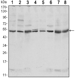 c-Src Kinase / CSK Antibody - Western blot using CSK mouse monoclonal antibody against NIH/3T3 (1),HeLa (2),COS7 (3), Jurkat (4), Raw246.7 (5), A549 (6), HL-60 (7) and PC-12 (8) cell lysate.