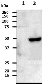 c-Src Kinase / CSK Antibody - The cell lysates (40ug) were resolved by SDS-PAGE, transferred to PVDF membrane and probed with anti-human CSK antibody (1:1000). Proteins were visualized using a goat anti-mouse secondary antibody conjugated to HRP and an ECL detection system. Lane 1.: 293T cell lysate Lane 2.: CSK transfected 293T cell lysate