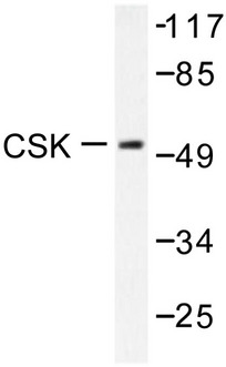 c-Src Kinase / CSK Antibody - Western blot of Csk (L558) pAb in extracts from Raw264.7 cells.