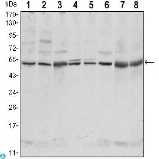 c-Src Kinase / CSK Antibody - Western Blot (WB) analysis using Csk Monoclonal Antibody against NIH/3T3 (1),HeLa (2),COS7 (3), Jurkat (4), Raw246.7 (5), A549 (6), HL-60 (7) and PC-12 (8) cell lysate.