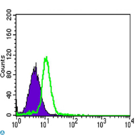 c-Src Kinase / CSK Antibody - Flow cytometric (FCM) analysis of HL-60 cells using Csk Monoclonal Antibody (green) and negative control (purple).