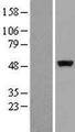 c-Src Kinase / CSK Protein - Western validation with an anti-DDK antibody * L: Control HEK293 lysate R: Over-expression lysate