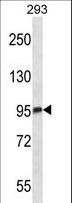C-TAK1 / MARK3 Antibody - Mouse Mark3 Antibody western blot of 293 cell line lysates (35 ug/lane). The Mark3 antibody detected the Mark3 protein (arrow).
