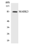 C-TAK1 / MARK3 Antibody - Western blot analysis of the lysates from K562 cells using MARK3 antibody.