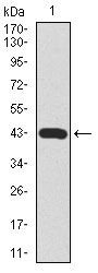 C-TAK1 / MARK3 Antibody - MARK3 Antibody in Western Blot (WB)