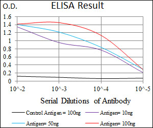 C-TAK1 / MARK3 Antibody - Red: Control Antigen (100ng); Purple: Antigen (10ng); Green: Antigen (50ng); Blue: Antigen (100ng);
