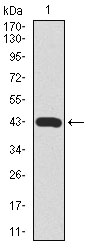 C-TAK1 / MARK3 Antibody - Western blot using MARK3 monoclonal antibody against human MARK3 recombinant protein. (Expected MW is 40.8 kDa)