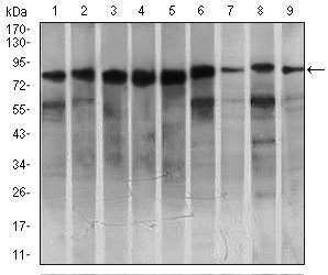 C-TAK1 / MARK3 Antibody - Western blot using MARK3 mouse monoclonal antibody against HeLa (1), SK-N-SH (2), K562 (3), HCT116 (4), HEK293 (5), 3T3L1 (6), NIH3T3 (7), Jurkat (8), and A431 (9) cell lysate.