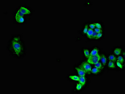 C-TAK1 / MARK3 Antibody - Immunofluorescent analysis of PC3 cells diluted at 1:100 and Alexa Fluor 488-congugated AffiniPure Goat Anti-Rabbit IgG(H+L)