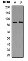 C-TAK1 / MARK3 Antibody - Western blot analysis of MARK3 expression in HeLa (A); mouse brain (B) whole cell lysates.