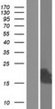 C10orf105 Protein - Western validation with an anti-DDK antibody * L: Control HEK293 lysate R: Over-expression lysate