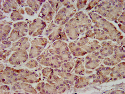 C10orf2 / PEO1 Antibody - Immunohistochemistry image at a dilution of 1:800 and staining in paraffin-embedded human pancreatic tissue performed on a Leica BondTM system. After dewaxing and hydration, antigen retrieval was mediated by high pressure in a citrate buffer (pH 6.0) . Section was blocked with 10% normal goat serum 30min at RT. Then primary antibody (1% BSA) was incubated at 4 °C overnight. The primary is detected by a biotinylated secondary antibody and visualized using an HRP conjugated SP system.